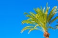 Beautiful Palm tree on blue sky Background Royalty Free Stock Photo
