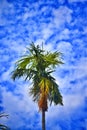 A beautiful palm tree, blue sky, tree with blue sky background, beautiful nature with sky Royalty Free Stock Photo