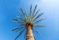 A beautiful palm tree with blue sunny sky Royalty Free Stock Photo