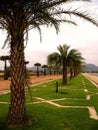 Beautiful palm tree at Central Songkhla Mosque, Thailand.