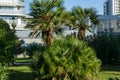 Beautiful palm tree Chamaerops humilis, European fan or Mediterranean dwarf palm in Sochi. Luxury leaves on blue sky background Royalty Free Stock Photo