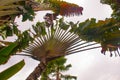 Beautiful palm tree closeup.