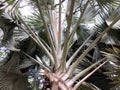 Beautiful palm tree with giant leaves, bismarckia nobilis