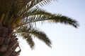 Beautiful palm tree with green leaves against sky, closeup. Tropical plant Royalty Free Stock Photo