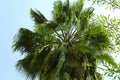 Beautiful palm tree with green leaves against blue sky, low angle view Royalty Free Stock Photo