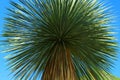 Beautiful palm tree with green leaves against blue sky, low angle view Royalty Free Stock Photo