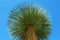 Beautiful palm tree with green leaves against blue sky, low angle view Royalty Free Stock Photo