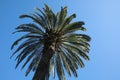 Beautiful palm tree with green leaves against blue sky, low angle view Royalty Free Stock Photo