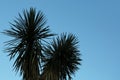 Beautiful palm tree with green leaves against blue sky, low angle view. Space for text Royalty Free Stock Photo