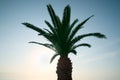 Beautiful palm tree with green leaves against blue sky, low angle view. Tropical plant Royalty Free Stock Photo