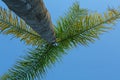 Beautiful palm tree with green leaves against clear blue sky, bottom view Royalty Free Stock Photo