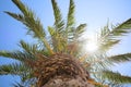 Beautiful palm tree with green leaves against clear blue sky, bottom view Royalty Free Stock Photo