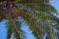 Beautiful palm tree with green leaves against clear blue sky, bottom view Royalty Free Stock Photo