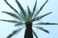 Beautiful palm tree with green leaves against clear blue sky, low angle view Royalty Free Stock Photo