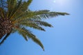 Beautiful palm tree with green leaves against clear blue sky, low angle view Royalty Free Stock Photo