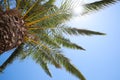 Beautiful palm tree with green leaves against clear blue sky, low angle view Royalty Free Stock Photo