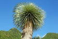 Beautiful palm tree with green leaves against mountains and blue sky, low angle view Royalty Free Stock Photo