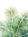 Beautiful palm tree illustration on white background Royalty Free Stock Photo