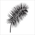 Beautiful Palm Tree Leaf Silhouette Background Vector Illustration Royalty Free Stock Photo