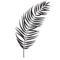 Beautiful Palm Tree Leaf Silhouette Background Vector Royalty Free Stock Photo