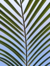 Beautiful Palm Tree Leaf Texture Royalty Free Stock Photo