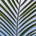 Beautiful palm tree leaf texture Royalty Free Stock Photo