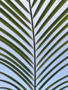 Beautiful Palm Tree Leaf Texture Royalty Free Stock Photo