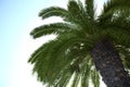 Beautiful palm tree with  leaves against clear blue sky, low angle view Royalty Free Stock Photo