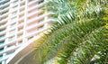 Beautiful palm tree leaves with city office building background with sunlight and copy space Royalty Free Stock Photo