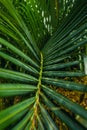 Beautiful Palm tree leaves close up in tropical garden. Exotic Palms Beach Resort Grounds. Royalty Free Stock Photo