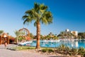 Beautiful palm tree near pool