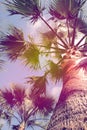 Beautiful palm tree outdoors on sunny summer day, low angle view. Stylized color toning Royalty Free Stock Photo