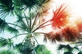 Beautiful palm tree outdoors on sunny summer day, low angle view Royalty Free Stock Photo