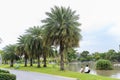 Beautiful palm tree in a park Royalty Free Stock Photo