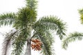 Beautiful palm tree in a park Royalty Free Stock Photo
