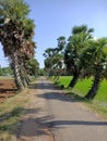 Beautiful palm tree road Royalty Free Stock Photo