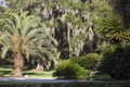 Beautiful palm tree and Spanish moss hanging from a nearby cluster of trees in the Coastal Georgia region