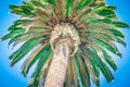 Beautiful palm tree on sunny day with blue sky Royalty Free Stock Photo