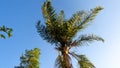 beautiful palm tree on a sunny day and with the blue sky Royalty Free Stock Photo