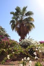 Beautiful palm tree surrounded by flowers. The bright sun on the blue sky Royalty Free Stock Photo