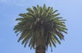 Beautiful  palm tree top with blue sky at the background Royalty Free Stock Photo