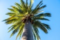 Beautiful palm tree top. Royalty Free Stock Photo