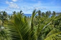 Beautiful palm tree view over Mantaray Island, Fiji Royalty Free Stock Photo