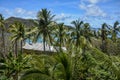 Beautiful palm tree view over Mantaray Island, Fiji