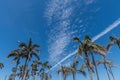 Beautiful palm tree vista under beautiful Southern California sky near Balboa Pier in Newport Beach Royalty Free Stock Photo