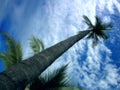 Beautiful palm tree vs. the blue sky Royalty Free Stock Photo