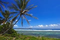 Beautiful Palm Trees Royalty Free Stock Photo