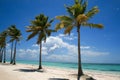 Beautiful Palm Trees on Beach in Dominican Republic