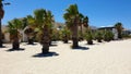 Beautiful palm trees on the beach in front of a house in Kos Island. Greek Dodecanese Islands Royalty Free Stock Photo