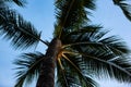 Beautiful palm trees with a blue sky in Waikiki Honolulu Hawaii Royalty Free Stock Photo